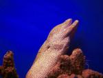 ocean-life-658