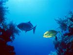 ocean-life-664