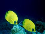 ocean-life-665