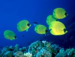ocean-life-667