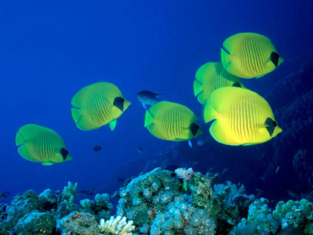 ocean-life-667