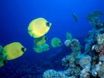 ocean-life-668