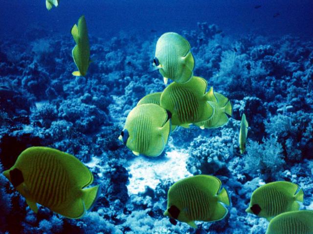 ocean-life-669