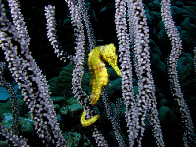 ocean-life-673