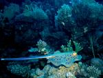 ocean-life-675