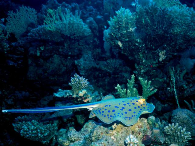 ocean-life-675