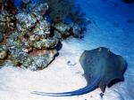 ocean-life-676