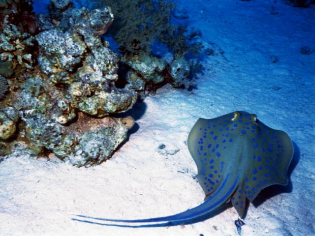 ocean-life-676