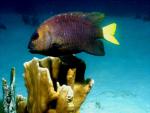 ocean-life-677