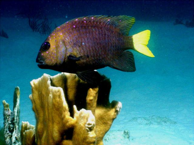 ocean-life-677