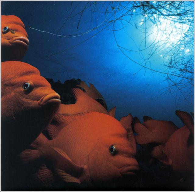 ocean-life-678