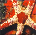 ocean-life-680