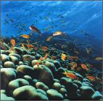 ocean-life-681
