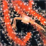 ocean-life-686
