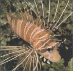 ocean-life-689