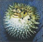 ocean-life-690