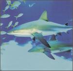 ocean-life-692