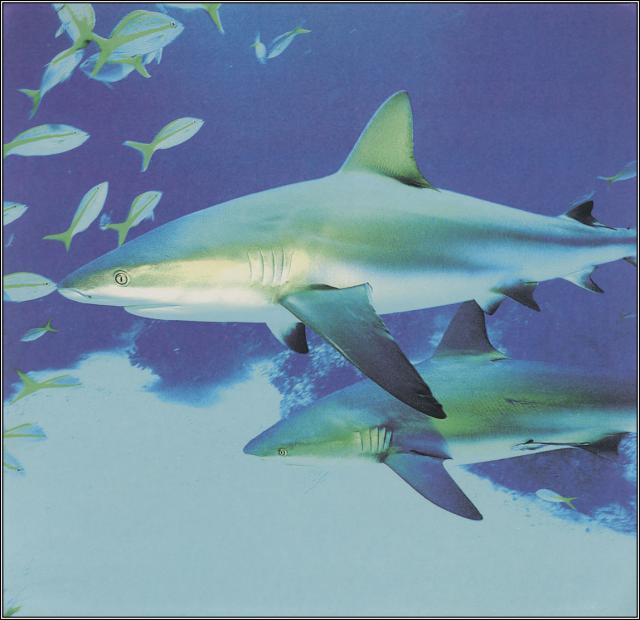 ocean-life-692
