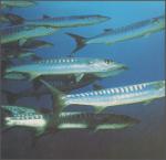 ocean-life-693