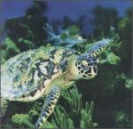 ocean-life-697