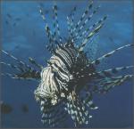 ocean-life-695