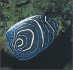 ocean-life-696