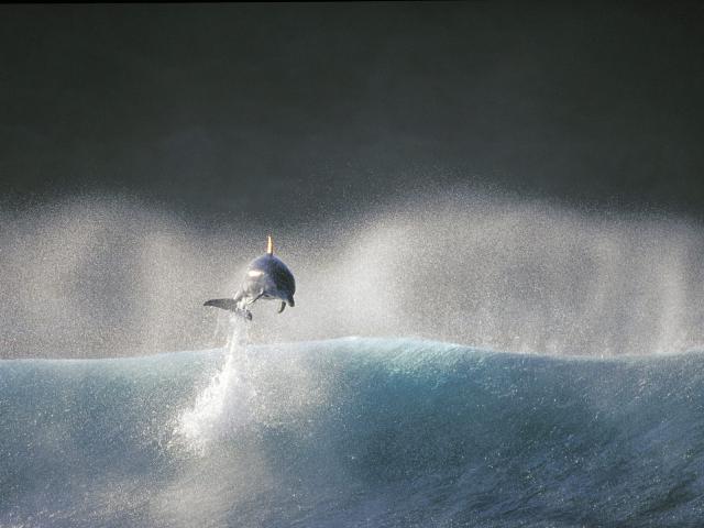 ocean-life-702