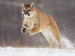 Lion_43