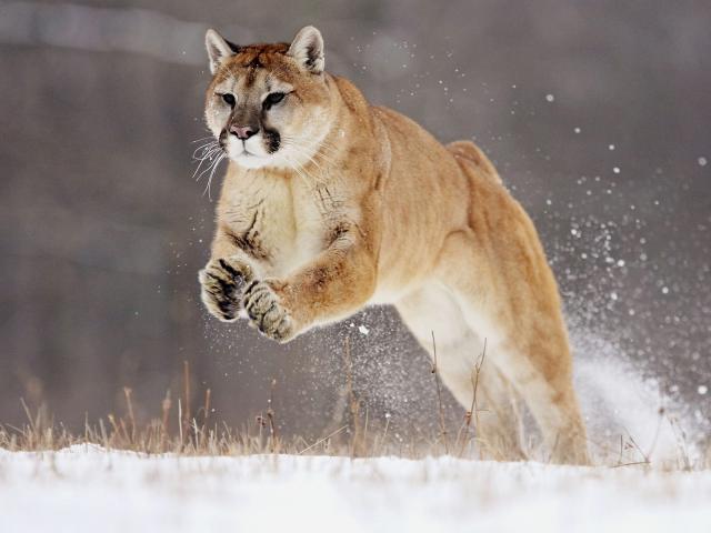 Lion_43