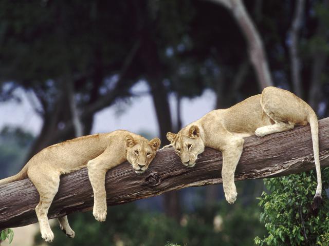 Lion_44