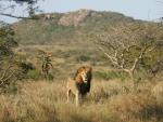 Lion_45