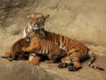 Tiger_120