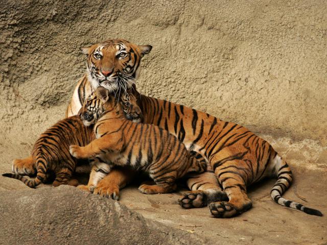 Tiger_120