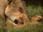 Lion_48