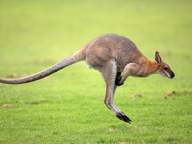 Australia_177