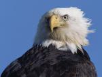 Birds_270