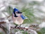 Birds_271