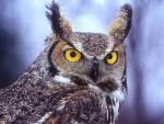 Birds_272