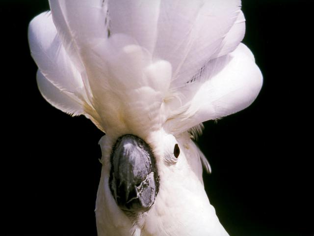 Birds_278
