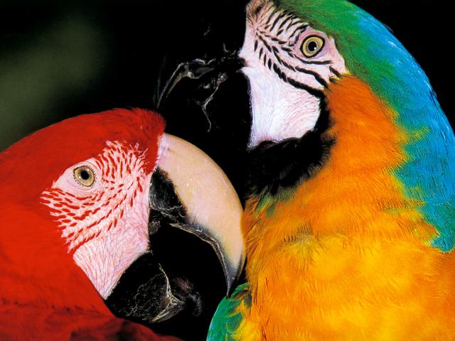 Birds_279