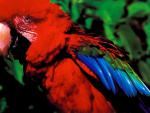Birds_281