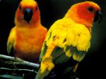 Birds_282