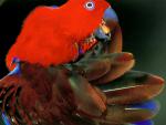 Birds_283