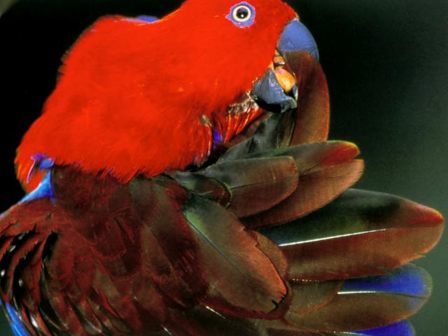Birds_283
