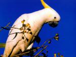 Birds_284