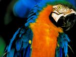 Birds_285