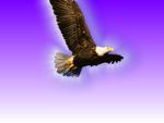 Birds_289