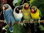 Birds_292