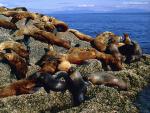 ocean-life-705