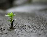 tree_267